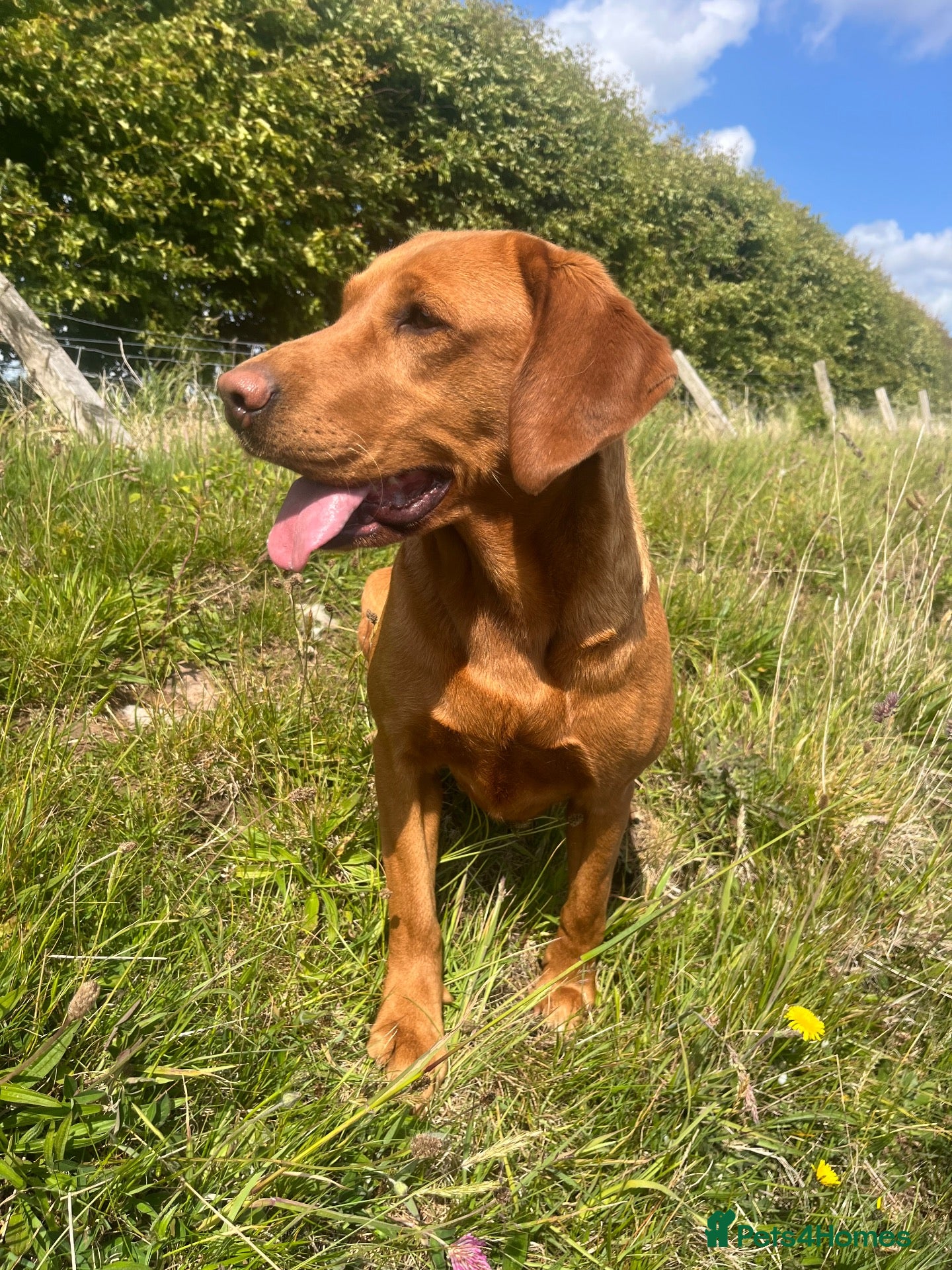 Labrador Retriever dogs for sale: Fox red/yellow Labrador puppies - Advert 1