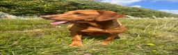Labrador Retriever dogs for sale: Fox red/yellow Labrador puppies - Advert 1