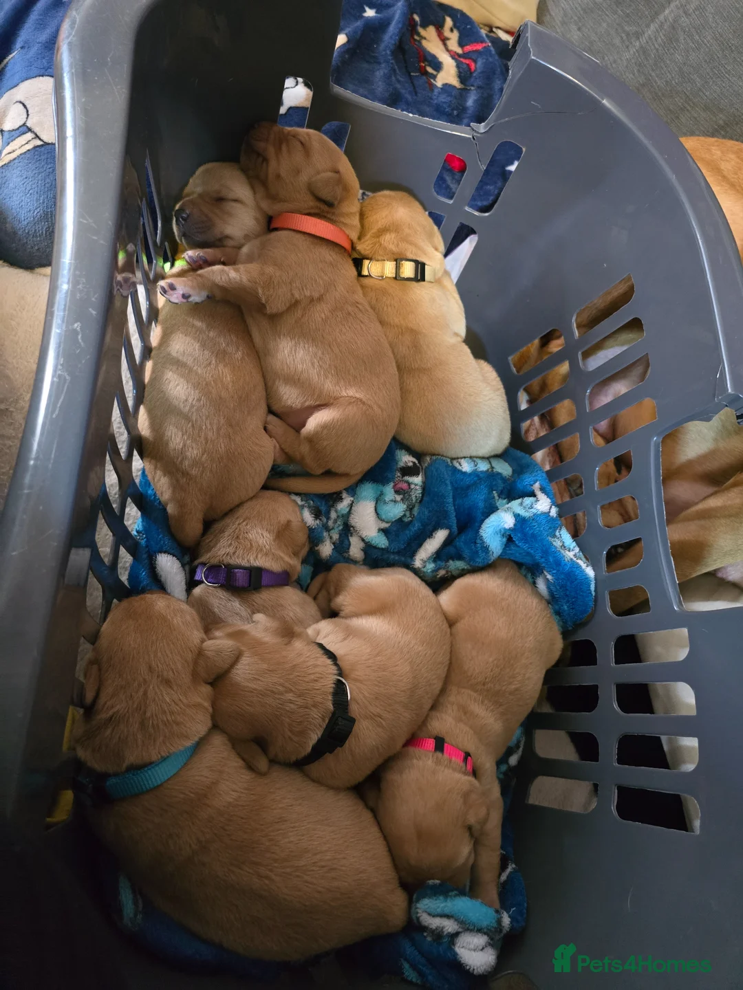 Labrador Retriever dogs for sale: Labrador Retriever puppies in Haverhill - Advert 14