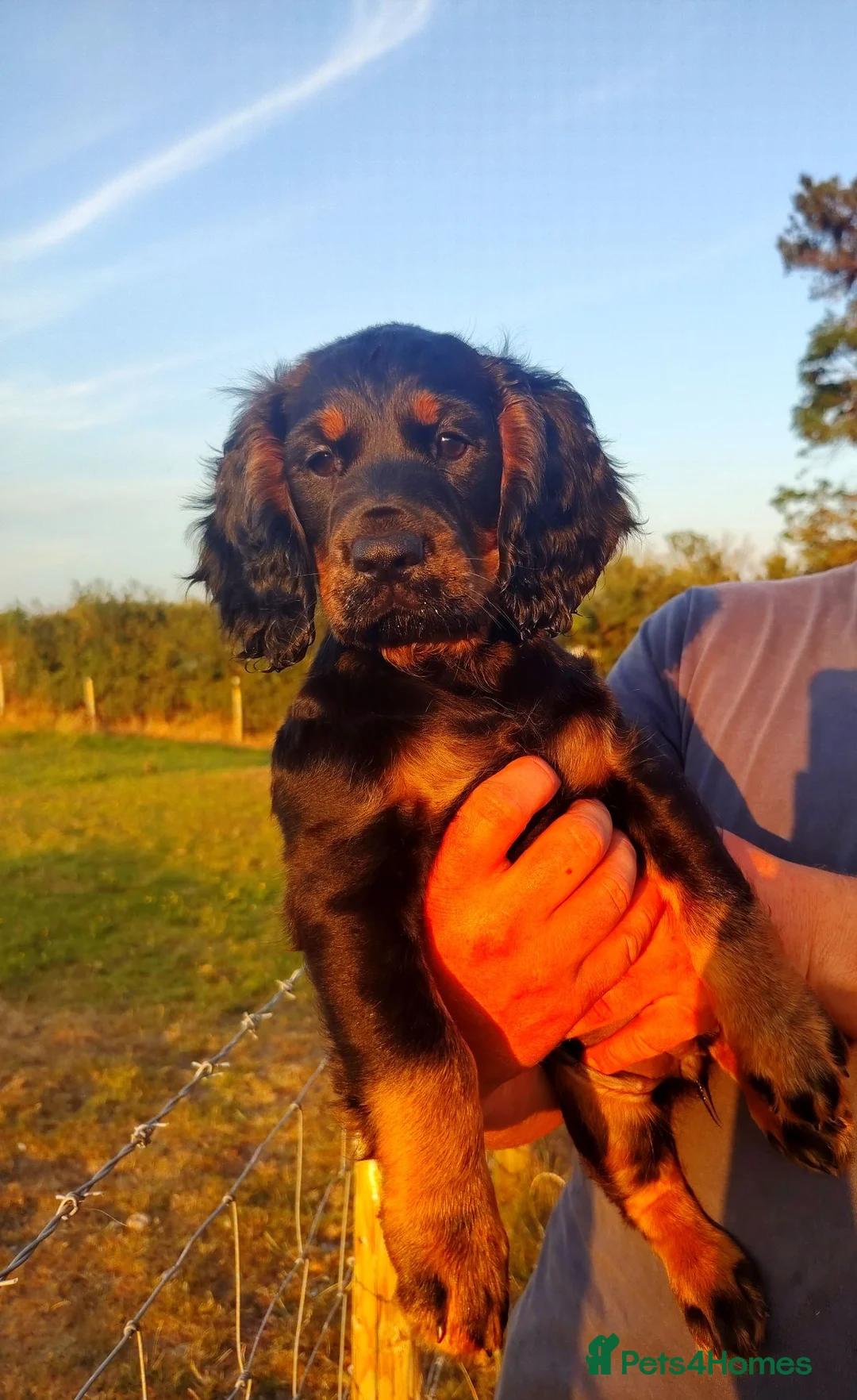 Cocker Spaniel dogs for sale: READY NOW Cocker Spaniel Pup 🩷🐶 - Advert 1