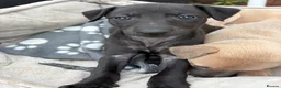 Whippet dogs for sale: Stunning KC whippet girl puppy  - Advert 32