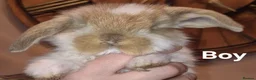 French Lop rabbits for sale: Beautiful French Lops - Advert 4