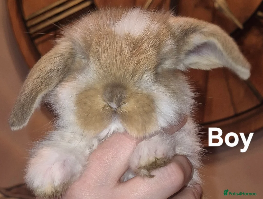 French Lop rabbits for sale: Beautiful French Lops - Advert 4