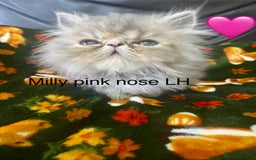 Persian cats for sale: EXCEPTIONAL LITTER PERSIAN EXOTIC KITTENS - Image 16