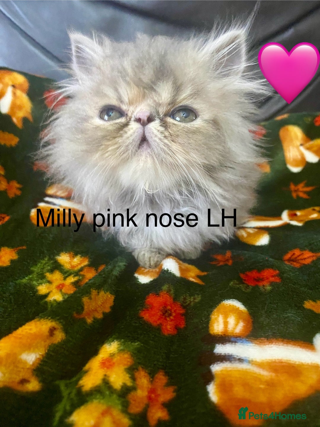 Persian cats for sale: EXCEPTIONAL LITTER PERSIAN EXOTIC KITTENS - Image 16