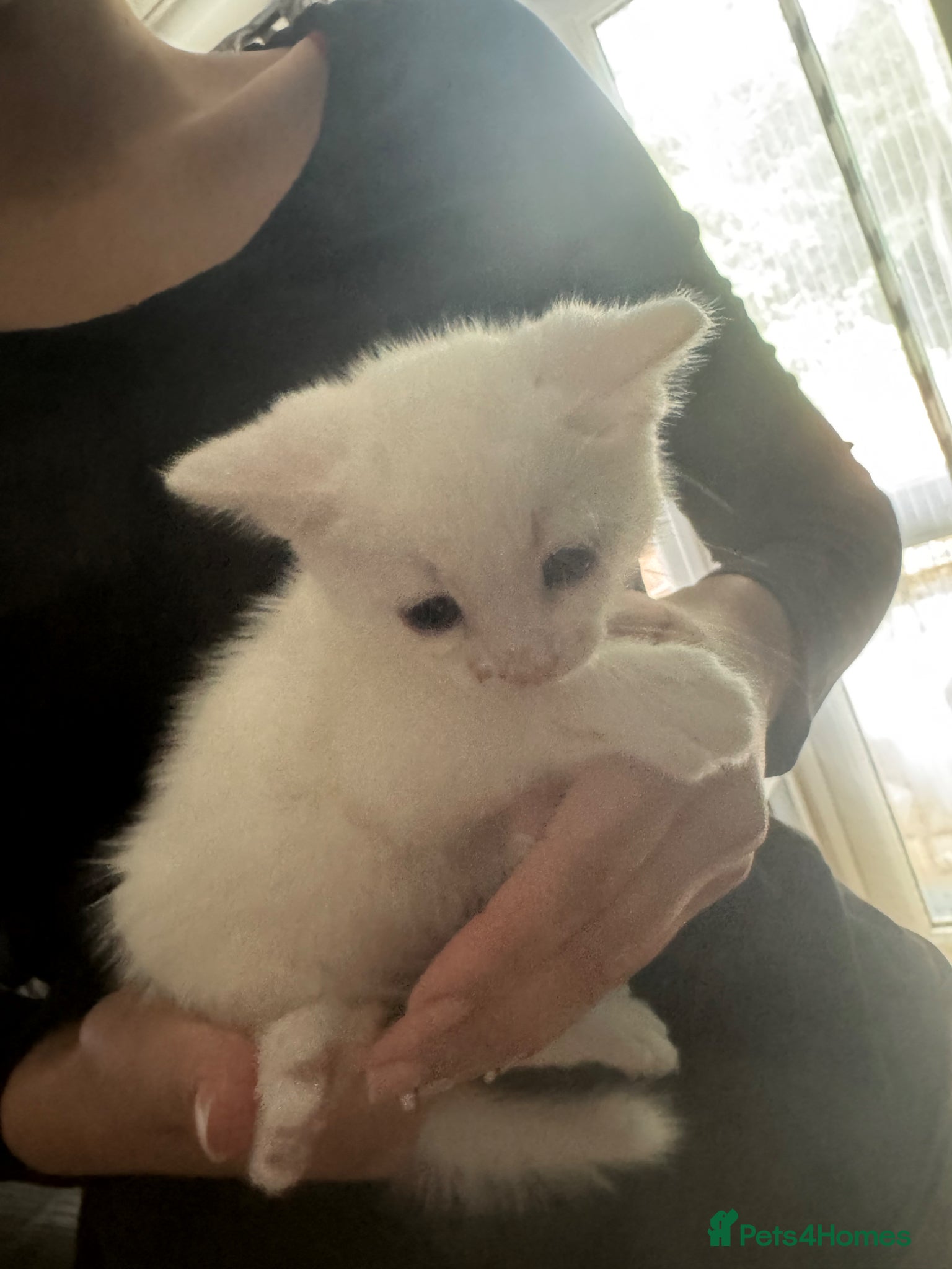 Domestic Shorthair cats for sale: Beautiful kittens - Advert 12