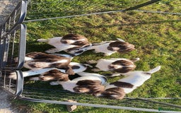 English Springer Spaniel dogs for sale: KC reg chunky springer - Image 4