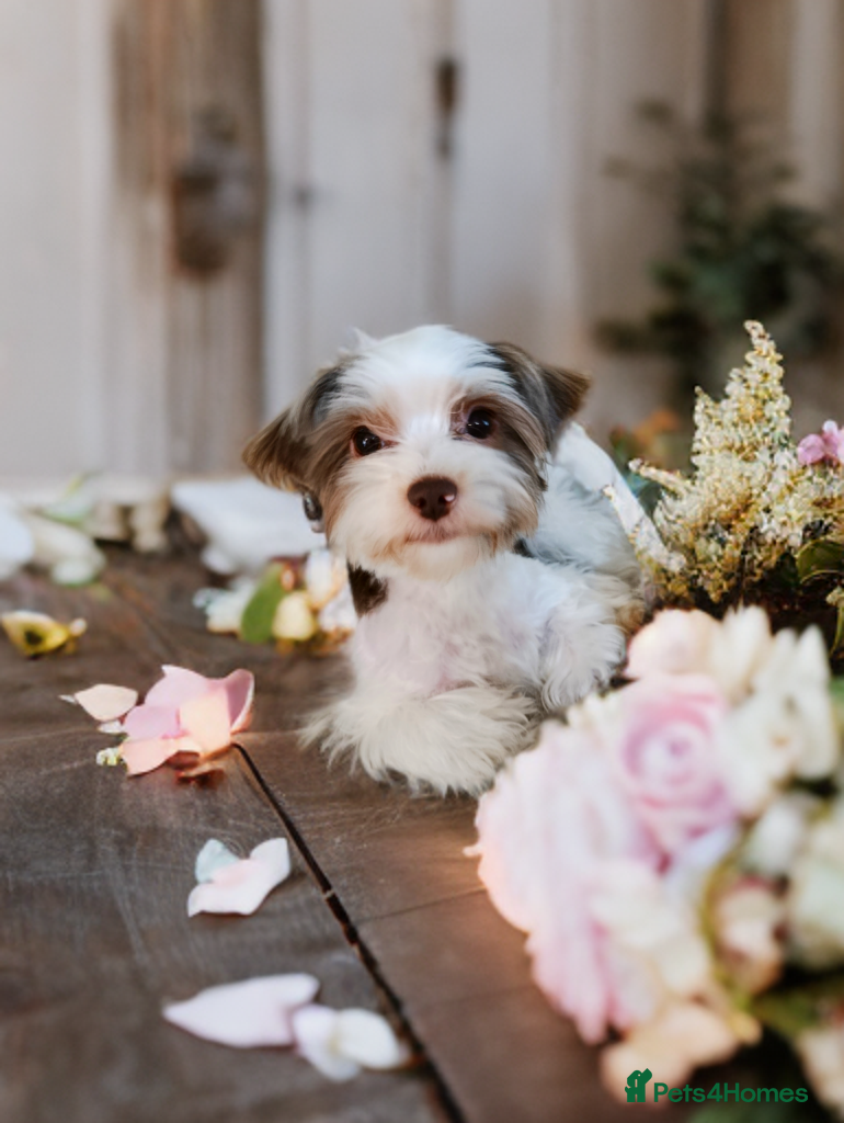 Yorkshire Terrier dogs Stud! KC reg Yorkshire terrier Biro🐶🐻 - Advert 3