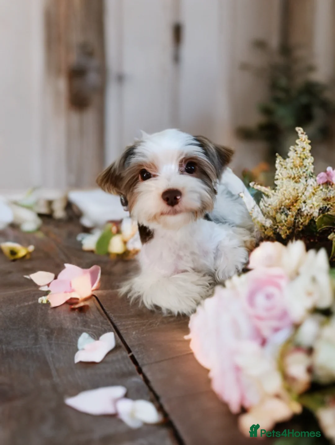 Yorkshire Terrier dogs for stud: Stud! FCI reg Yorkshire terrier Biro🐶🐻 - Advert 1