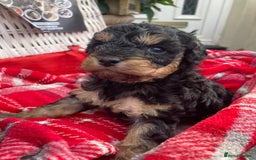 Cavapoo dogs for sale: Female Health tested Phantom Toy cavapoo  - Image 17
