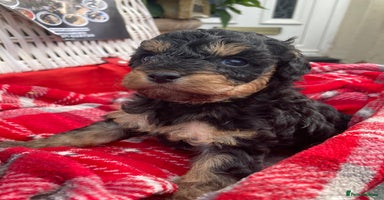 Cavapoo dogs - Advert 1
