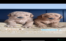 Mini Goldendoodle dogs for sale: Absolutely stunning Mini Goldendoodle puppies 🐾 - Image 2