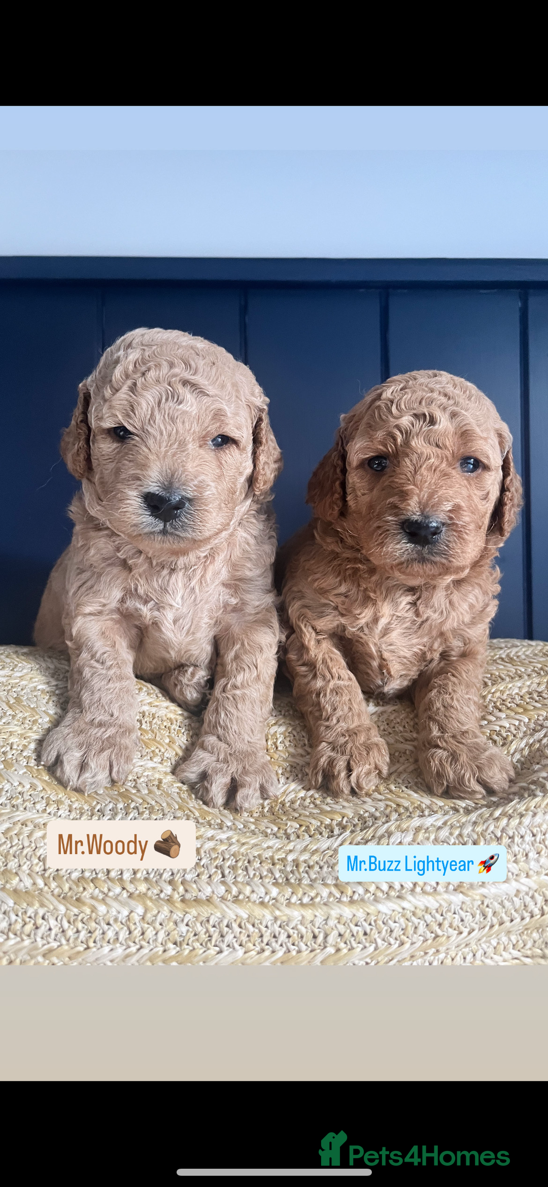 Mini Goldendoodle dogs for sale: Absolutely stunning Mini Goldendoodle puppies 🐾 - Image 2