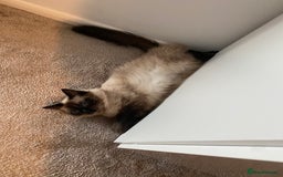 Ragdoll cats for sale: 2 Ragdoll sisters  for adoption  - Image 9