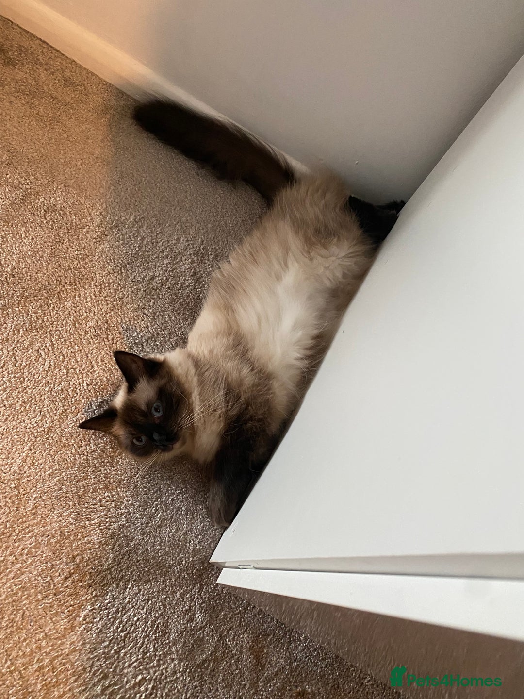 Ragdoll cats for sale: 2 Ragdoll sisters  for adoption  - Image 9