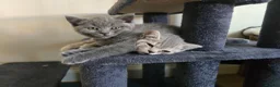 British Shorthair cats for sale: Vaccinated&Ready to Leave BritishShorthair Kittens - Advert 2