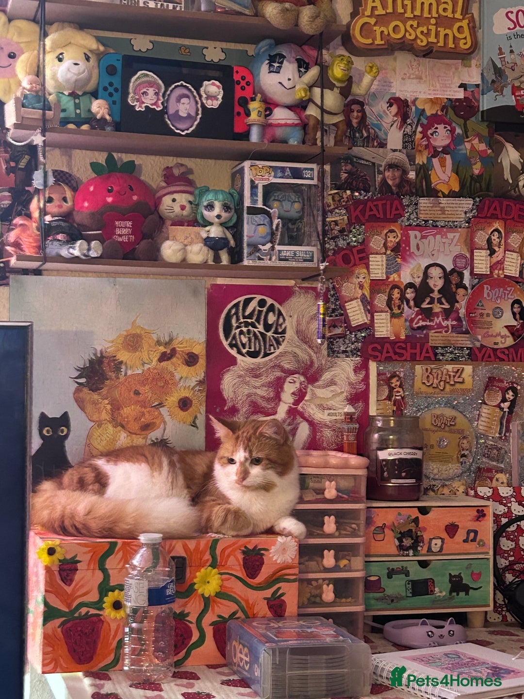 Mixed Breed cats for sale: Ginger, Black & White Kittens  - Advert 2