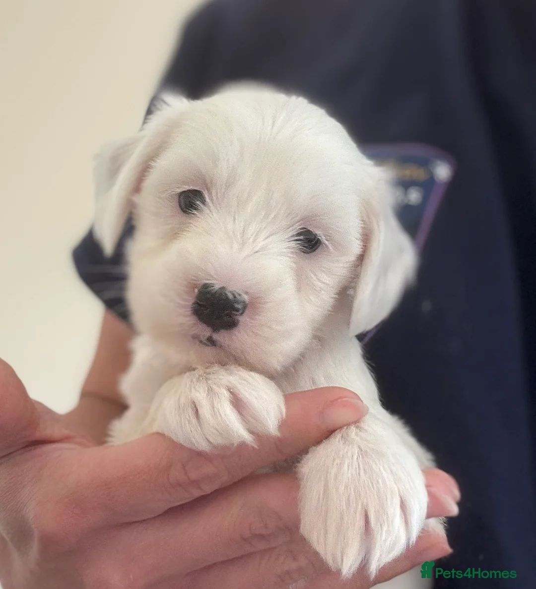 Tibetan Terrier dogs for sale: KC reg Tibetan terrier puppies  - Advert 1