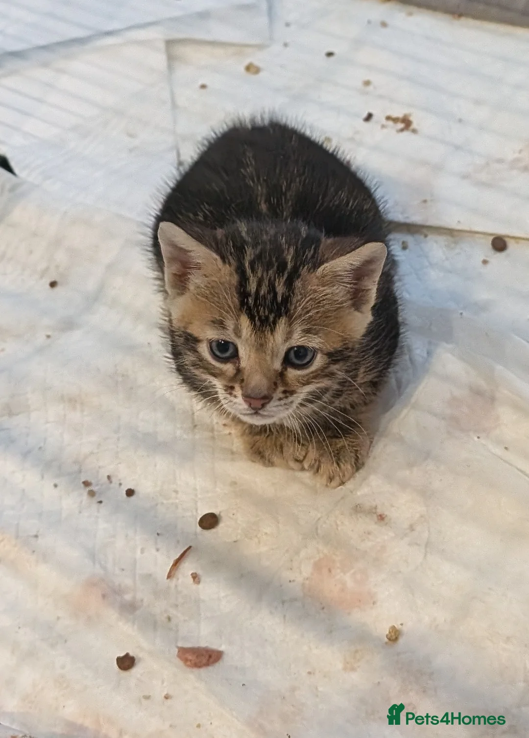 Bengal cats for sale: 💛1 MALE 1 FEMALE LEFT BENGAL KITTENS💛 - Advert 10