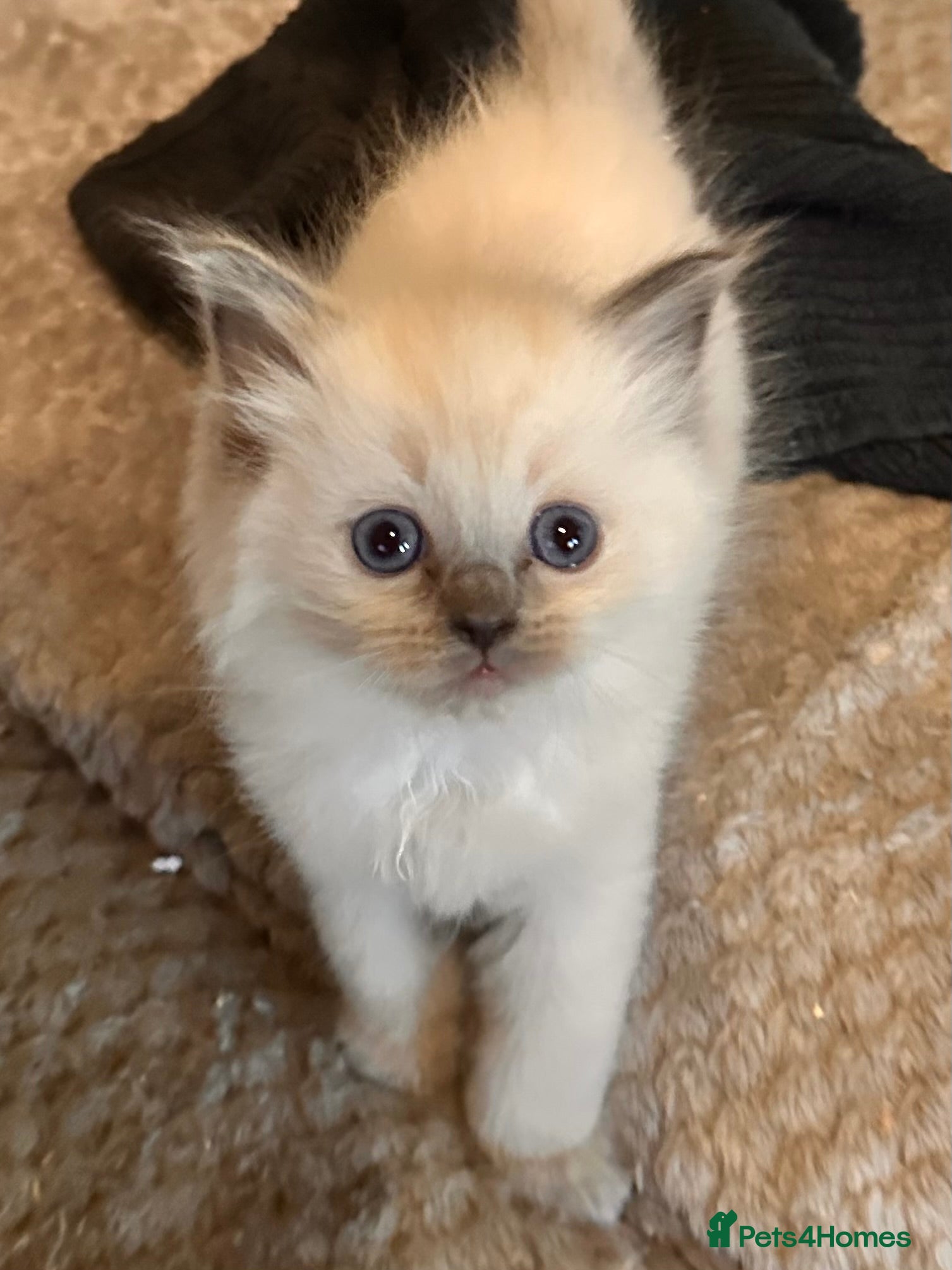 Ragdoll cats for sale: Pure ragdoll  - Advert 2