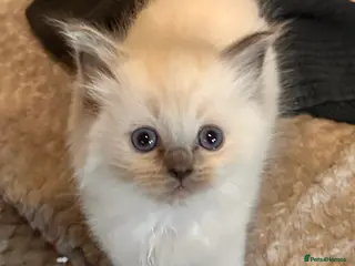 Ragdoll cats for sale: Pure ragdoll - Advert 2