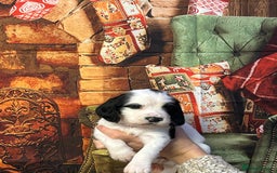 Sprocker dogs for sale: F1 Sprocker pups - Advert 7