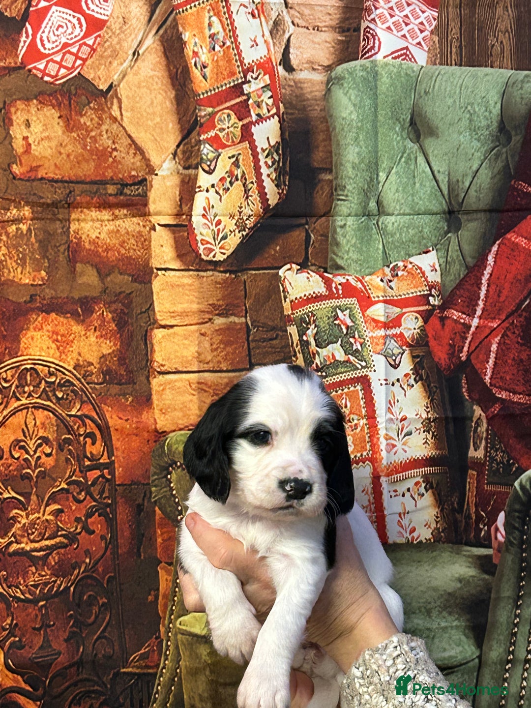 Sprocker dogs for sale: F1 Sprocker pups - Advert 7