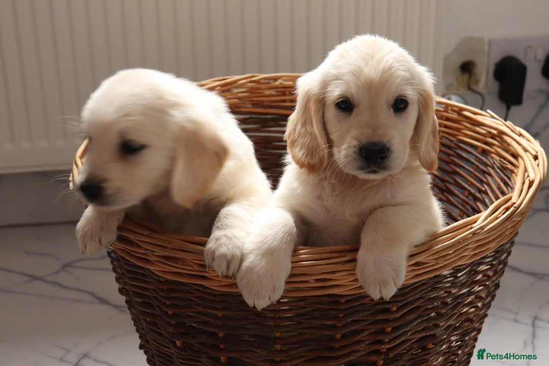 Mixed Breed dogs for sale: Dakota Sport Retriever Puppies ready 01/10/25 - Image 6