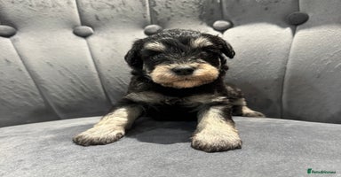 Mixed Breed dogs - Advert 7