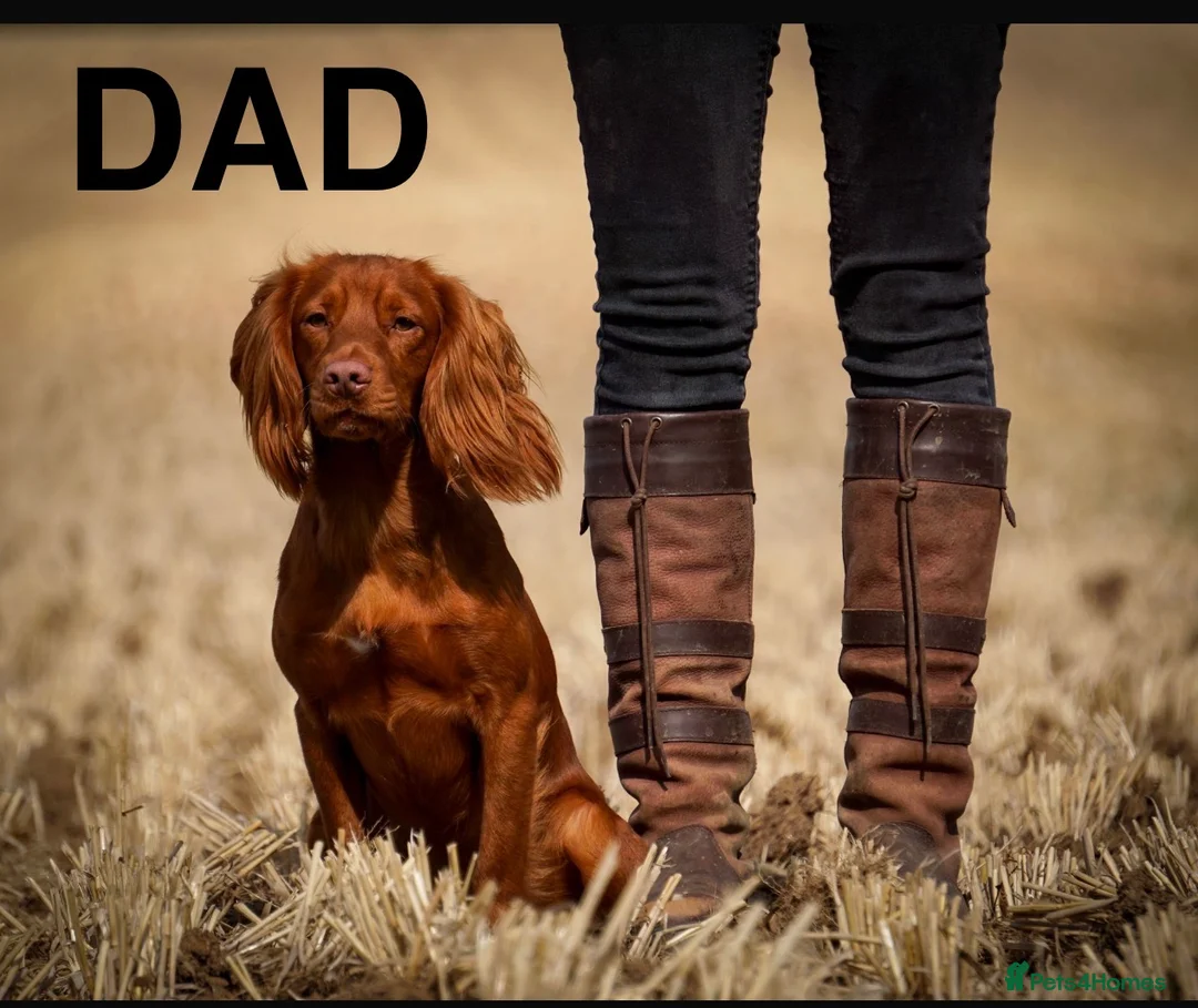 Cocker Spaniel dogs for sale: Golden Working Cocker Spaniel Pups  - Advert 2