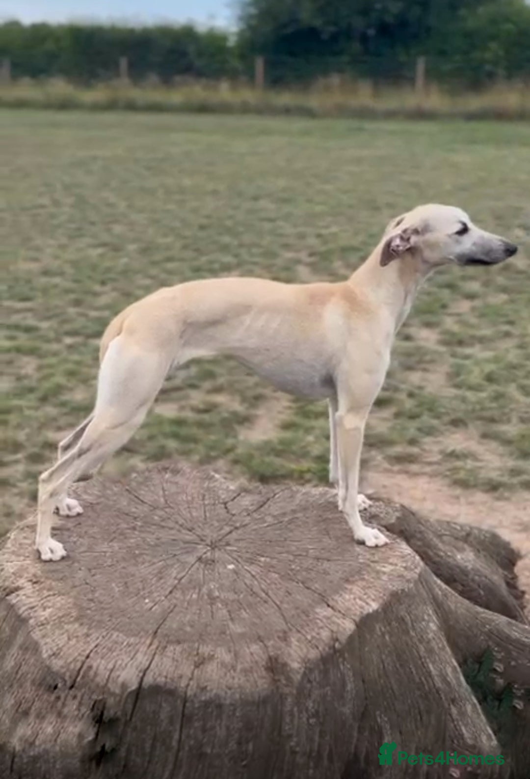 Whippet dogs for sale: Outstanding Fawn Female Whippet – Honey  - Advert 5