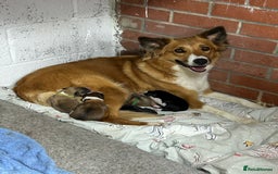 Mixed Breed dogs for sale: Welsh collies X Border collie - Image 11