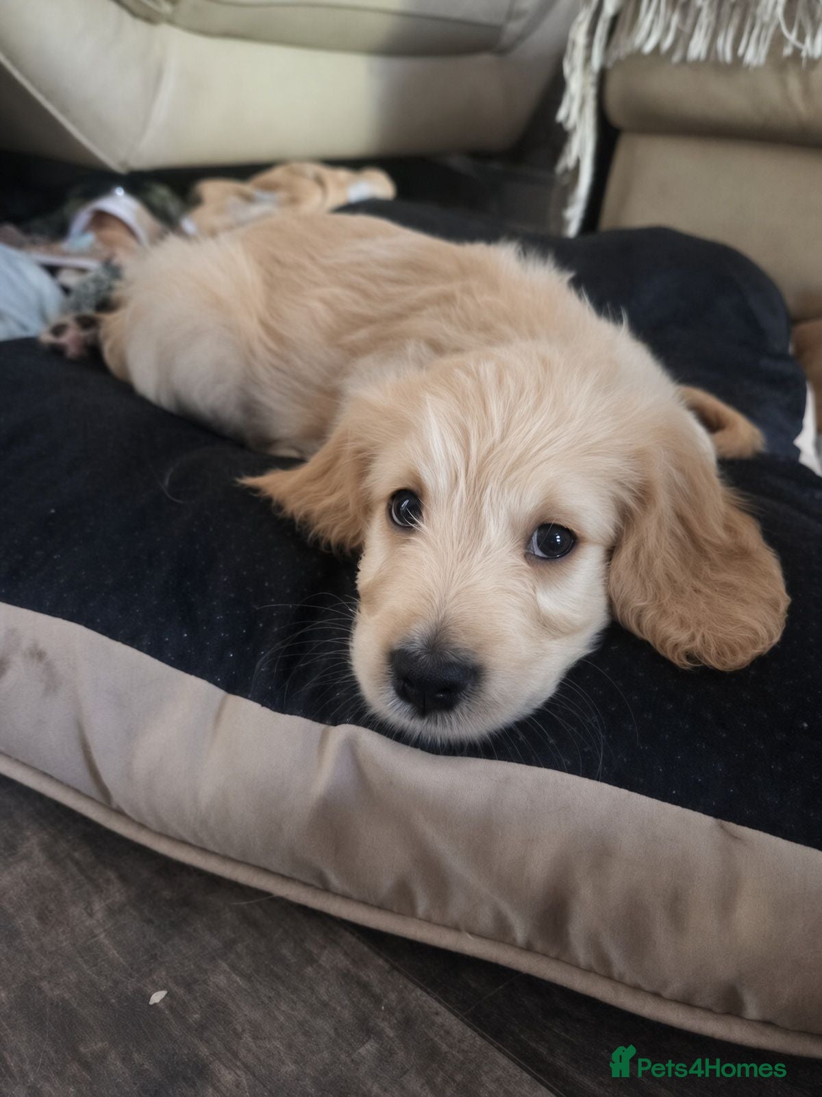 Mixed Breed dogs Golden Retriever X Cockapoo Puppies 🐾 - Advert 15
