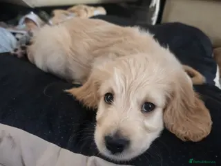 Mixed Breed dogs Golden Retriever X Cockapoo Puppies 🐾 - Advert 15