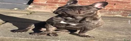 French Bulldog dogs for stud: Cali Comet - Advert 3