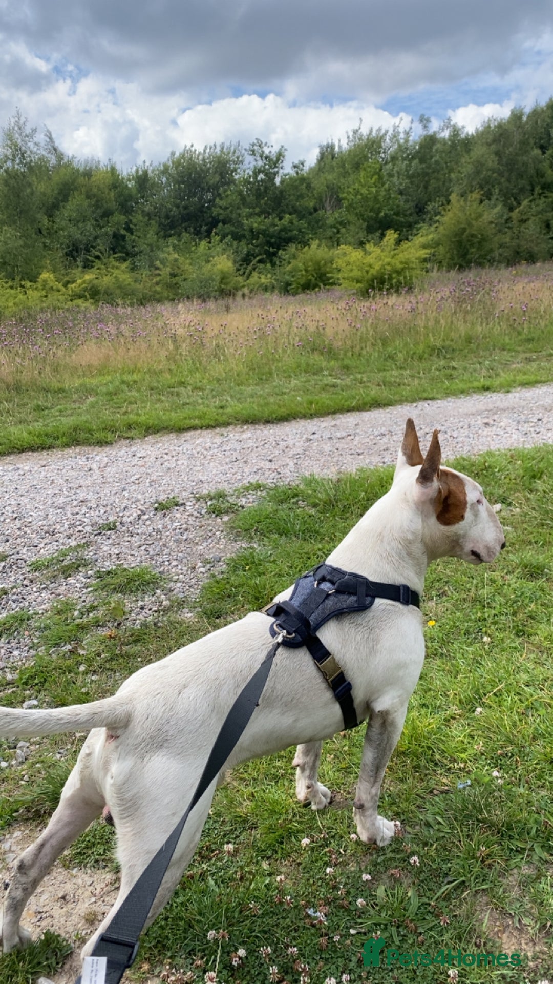 English Bull Terrier dogs for stud: English bull terrier for stud  - Advert 6