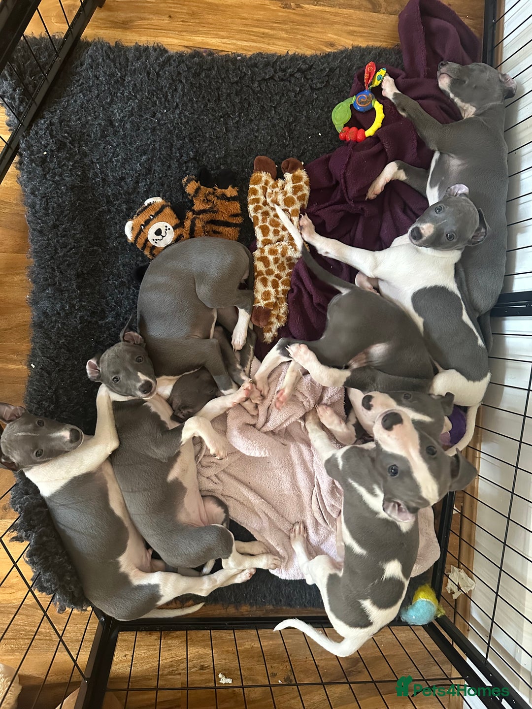 Mixed Breed dogs for sale: Whippet x Italian greyhound pups! READY NOW! - Image 11