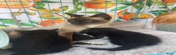 Mixed Breed cats for sale: 3 ragdoll cross domestic kittens  - Advert 1