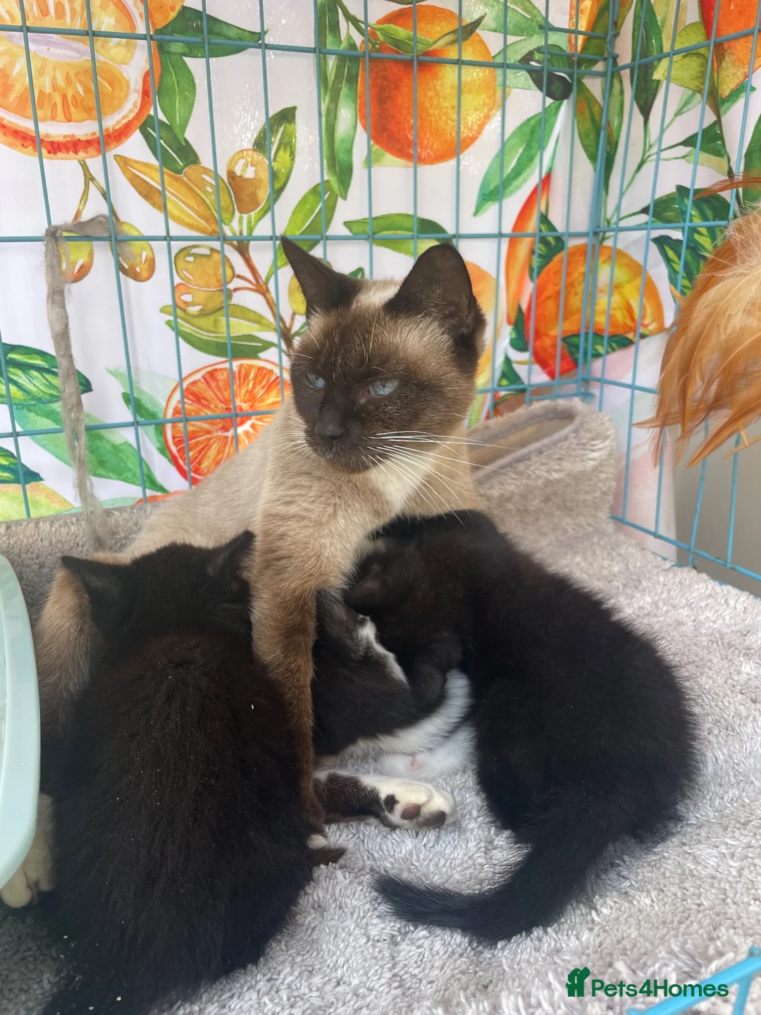Mixed Breed cats for sale: 3 ragdoll cross domestic kittens  - Advert 1