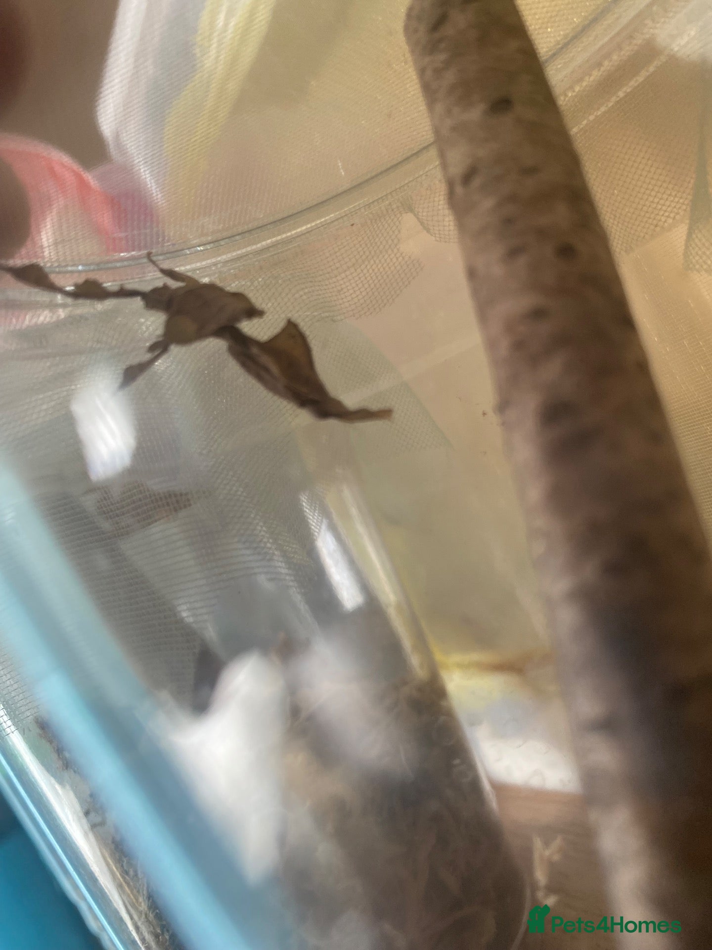 Mixed Breed invertebrates Ghost mantis breeding pairs  - Advert 8