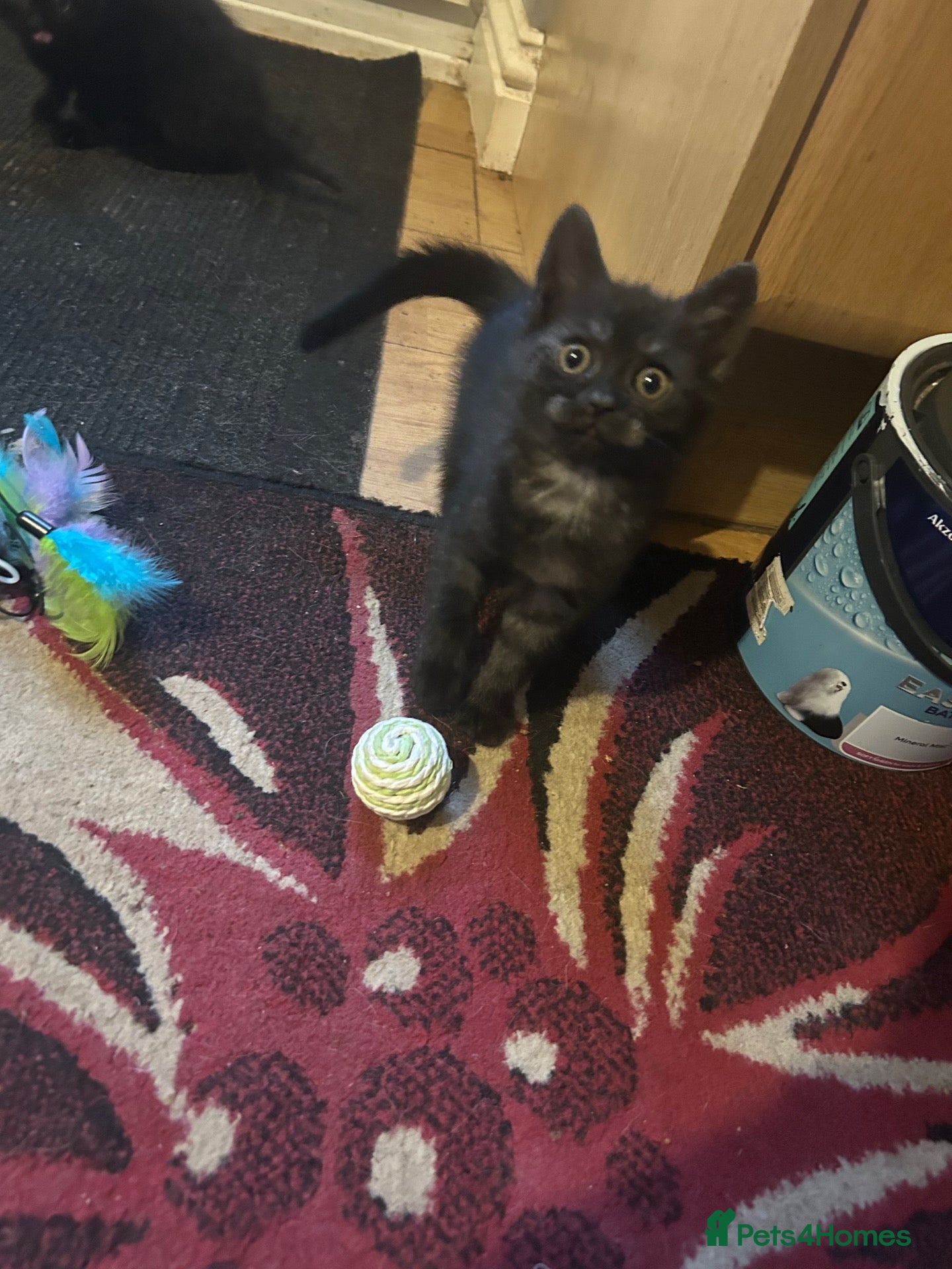 Mixed Breed cats for sale: 2 Beautiful kittens left!  - Advert 2