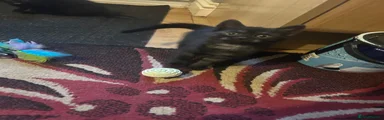 Kitten 1