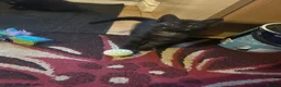 Mixed Breed cats for sale: 2 Beautiful kittens left!  - Advert 1
