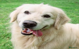 Golden Retriever dogs for sale: INTERNATIONAL PEDIGREE MOST HEALTH TESTED LITTER. - Image 6