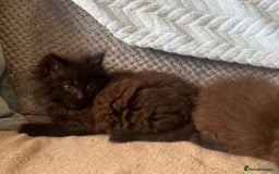Maine Coon cats for sale: Maine coon kittens - Image 3