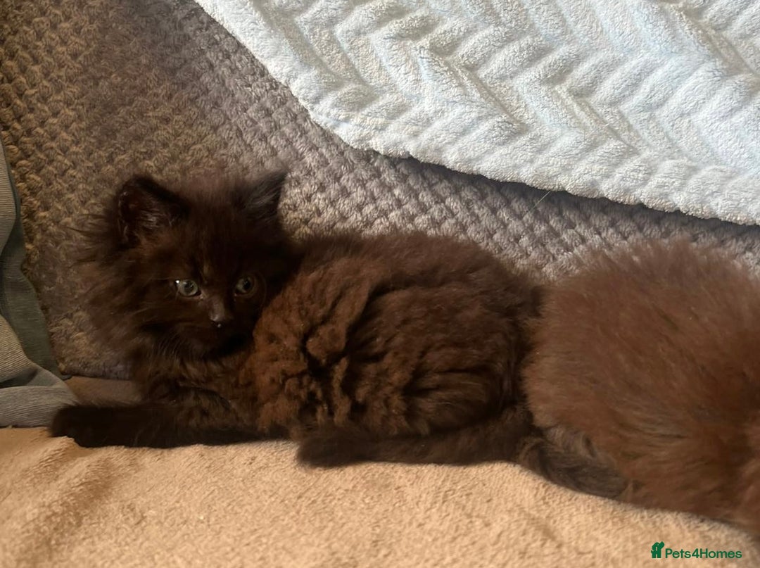 Maine Coon cats for sale: Maine coon kittens - Image 3