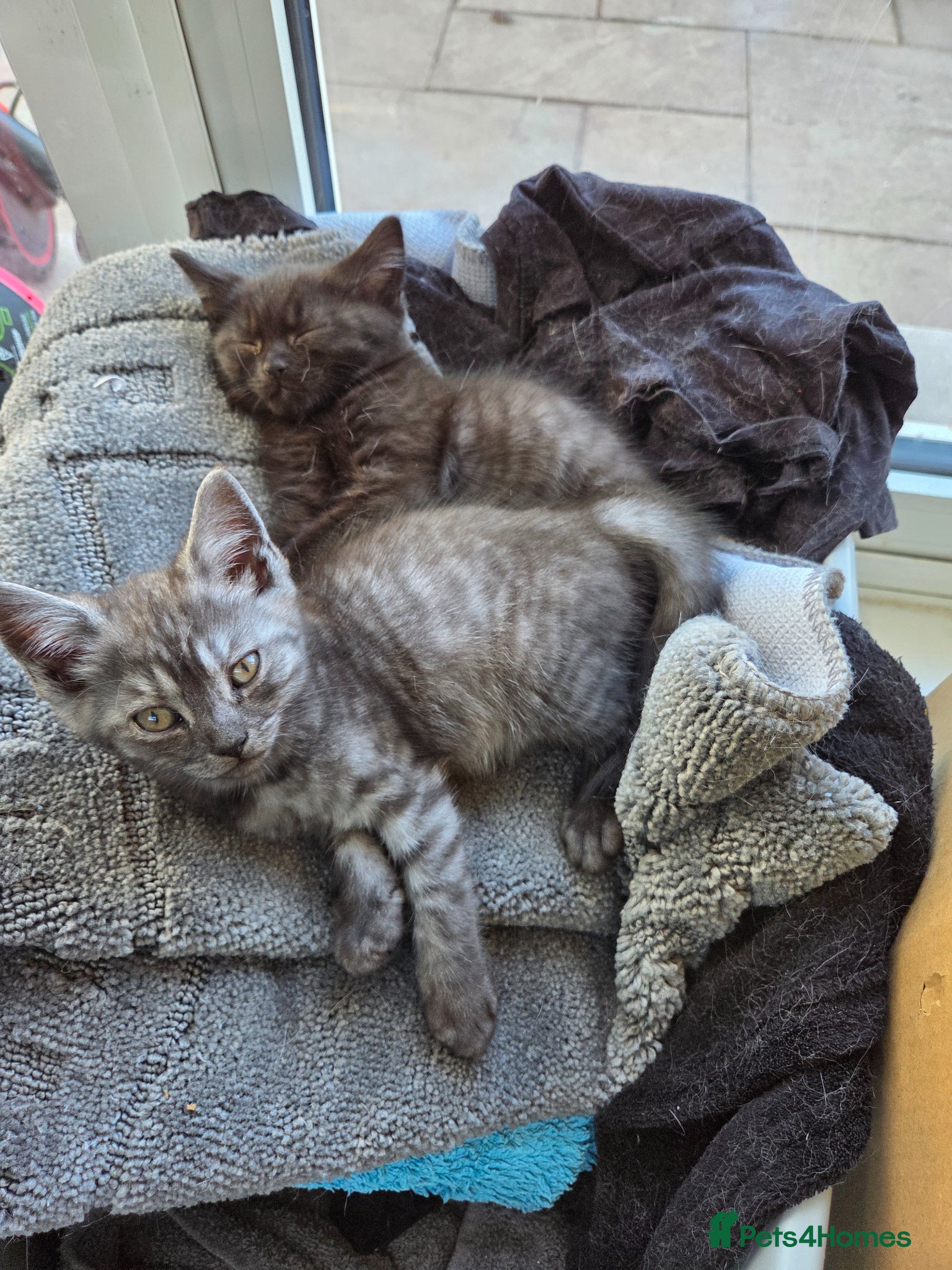 British Shorthair cats British shorthair cross kittens. Silver striped - Advert 15