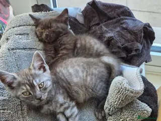 British Shorthair cats British shorthair cross kittens. Silver striped - Advert 15