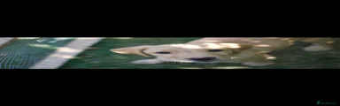 Labrador Retriever 2