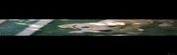 Labrador Retriever dogs for sale: Two KC registered beautiful pups, ready to go!  - Advert 8